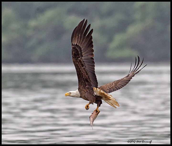 _2SB0459 american bald eagle with fish.jpg